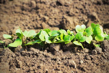 Radishes in the garden