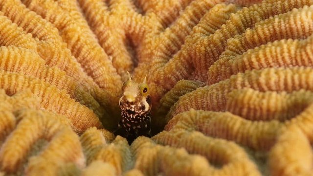 Unterwasser - Makro - Koralle - Fisch - Tauchen - Curacao - Karibik - 4K