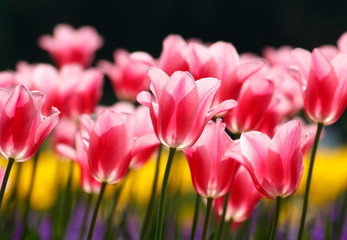 Beautiful pink tulips, vibrant sunny scene with backlight