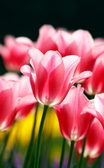 Fototapeta premium Beautiful pink tulips, vibrant sunny scene with backlight