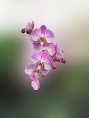 orchidea rosa © valeggio2000