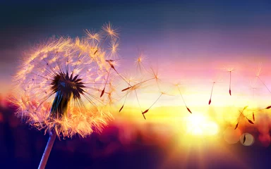 Foto op Plexiglas Slaapkamer Paardebloem tot zonsondergang - Vrijheid om te wensen