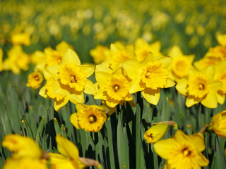 Lovely yellow daffodil flowers blooming in the spring. © bomboman
