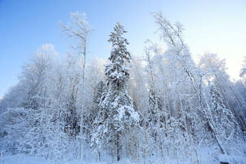 winter cold day fir forest landscape