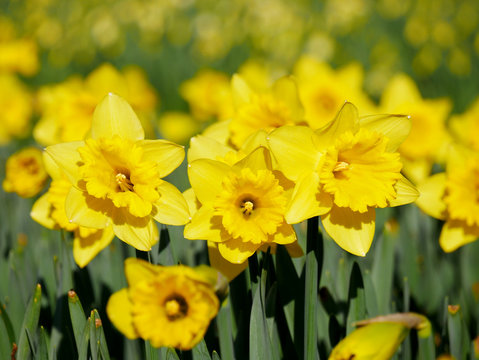 Lovely yellow daffodil flowers blooming in the spring