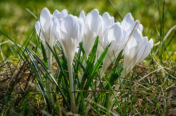 White crocus flowers in home garden