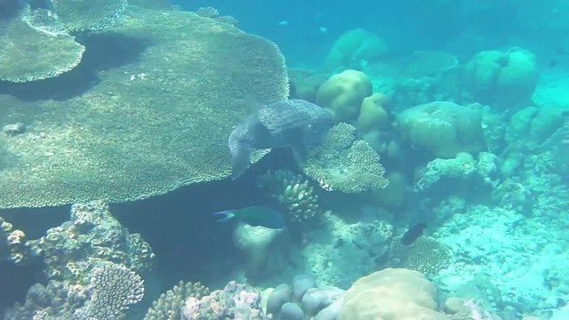 ein Igelfisch schwimmt in einem Korallenriff 