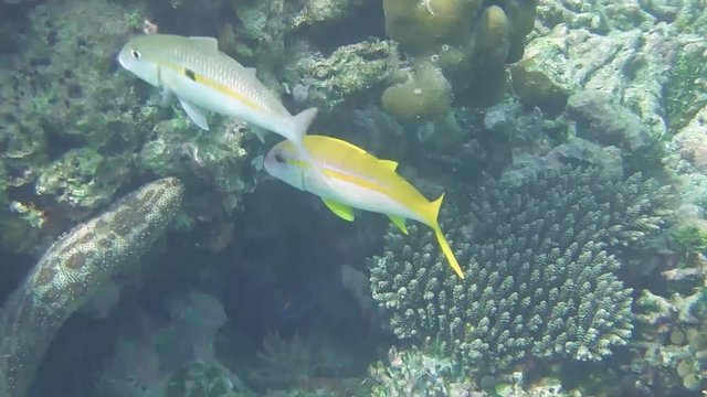 Gelbflossen-Meerbarbe schwimmt im Korallenriff