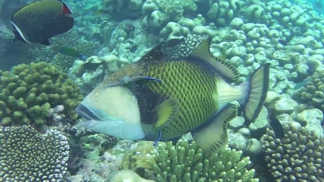 ein Riesen-Dr&uuml;ckerfisch an einer Putzerstation