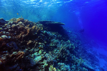 Fototapeta na wymiar coral reef underwater photo