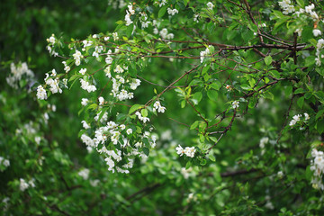 branch of apple blossom