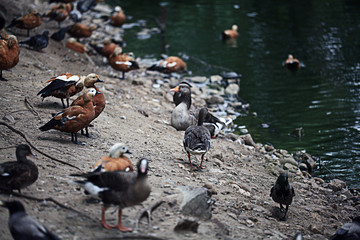 Fototapeta premium water duck flock of birds