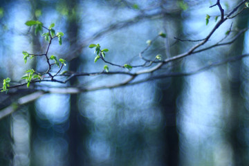 blurred spring background, young branches with leaves and buds