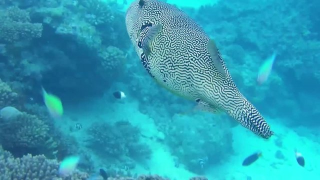 ein Mappa-Kugelfisch schwimmt im Meer