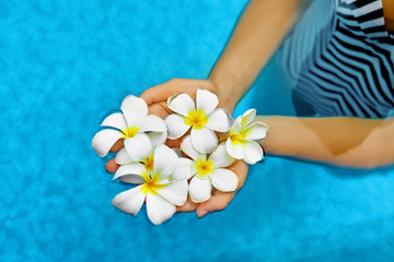 Woman Health Concept. Summer Relax. Female Hands Holding Tropical Spa Flowers, White Frangipani ( Plumeria Alba ) In Fresh Clear Swimming Pool Water. Wellness, Beauty, Freshness. Summertime Vacation