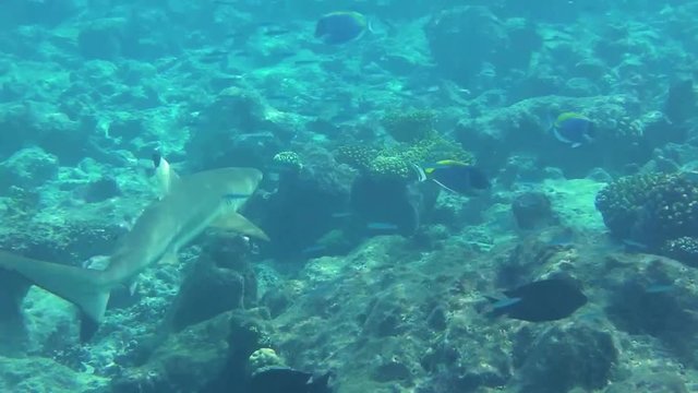 ein Schwarzspitzen-Riffhai schwimmt über einem Korallenriff hinweg
