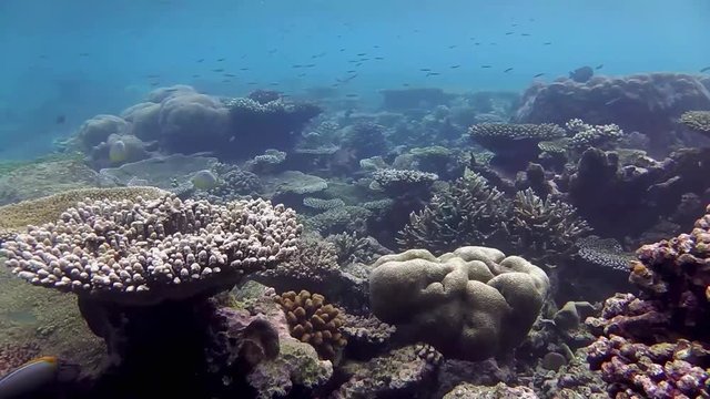 ein schönes Korallenriff und viele verschieden Fische