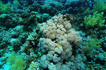 tropical sea underwater landscape