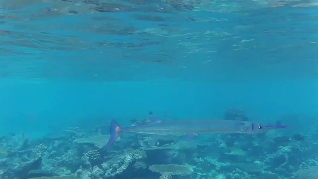 ein Rotmeer-Hornhecht schwimmt &uuml;ber einem Korallenriff hinweg