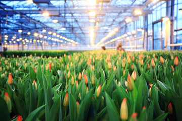 Plantation of tulips in a greenhouse Agribusiness