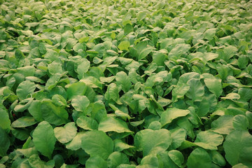 Obraz na płótnie Canvas texture of green leaf lettuce agribusiness