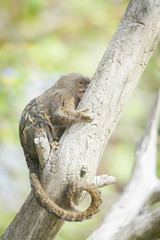Petit singe ouistiti pygmée