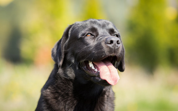 Summer Portrait of Black Labrador Retriever dog