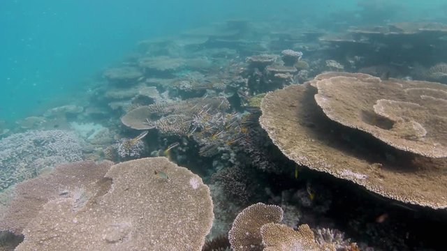 viele Zweifleck-Schnapper und ein wundersch&ouml;nes Korallenriff