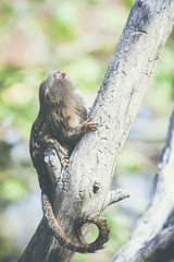 Petit singe ouistiti