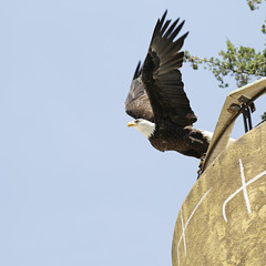 American bald eagle (Haliaeetus leucocephalus) taking flight with blue sky background