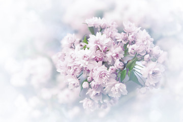 Spring sakura blossoms.