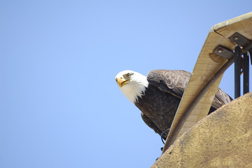 American bald eagle (Haliaeetus leucocephalus) watching from an artificial innkeeper