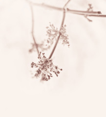 Spring branch with buds