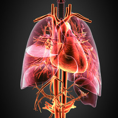 3D illustration  human body heart