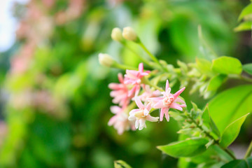 Rangoon creeper flowers