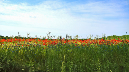 Fototapeta na wymiar Poppy field