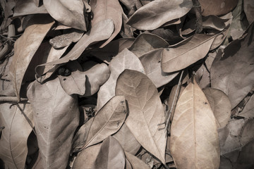 Dry leaf texture background