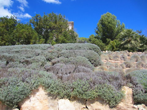 Lavender And Blue Oat Grass In Rockery Garden