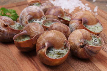 Snails with garlic, butter as french gastronomy gourmet food.