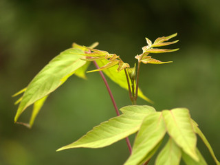 Young leaves