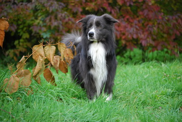 Fototapeta premium Jerry