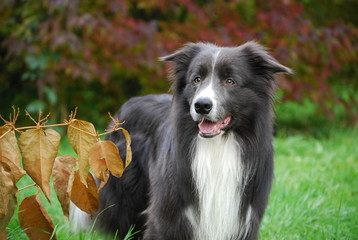 Fototapeta premium Jerry