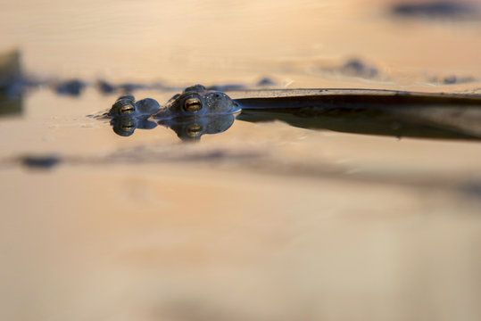 Portait of a pair of mating Common Toad