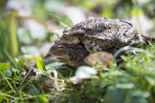 Portait of a pair of mating Common Toad during spring migration