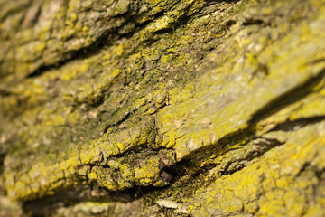 moss on the oak bark