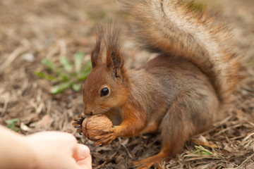 Squirrel eating a walnut
