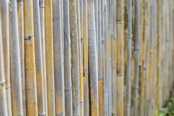 Bamboo wooden texture pattern background