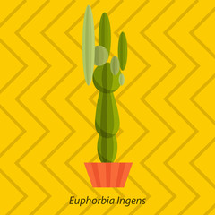 Tropical plants, vector cactus in flat style.