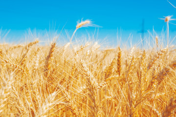 Gold wheat field and blue sky