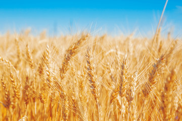 Fototapeta premium Gold wheat field and blue sky